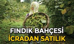 Fındık bahçesi icradan satılık