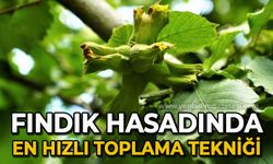 Fındık hasadında en hızlı toplama tekniği