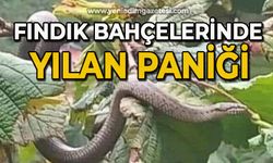 Fındık bahçelerinde yılan paniği