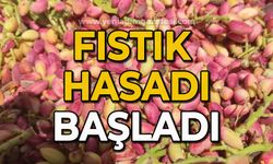 Fıstık hasadı başladı