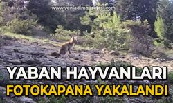 Yaban hayvanları fotokapana yakalandı