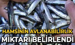 Hamsinin toplam avlanabilirlik miktarı, 400 bin ton olarak belirlendi