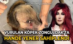 Vurulan köpek Zonguldak’ta: Hande Yener sahiplendi