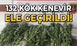 132 kök kenevir ele geçirildi: 1 gözaltı