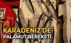 Karadeniz'de palamut bereketi