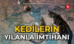 Kedilerin yılanla imtihanı