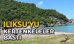 Ilıksu'yu kertenkeleler bastı