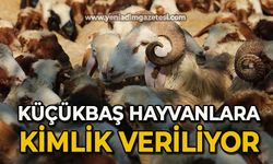 Küçükbaş hayvanlara kimlik veriliyor