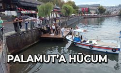 Palamut’a hücum