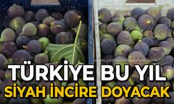 Türkiye bu yıl siyah incire doyacak