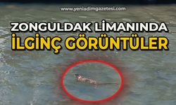 Zonguldak limanında ilginç görüntüler