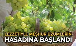 Lezzetiyle meşhur üzümlerin hasadına başlandı