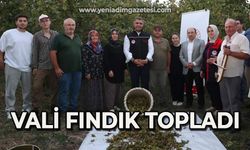 Vali fındık topladı