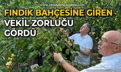 Fındık bahçesine giren vekil zorluğu gördü