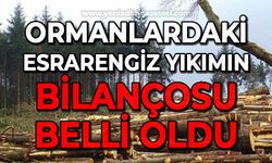 Ormanlardaki esrarengiz yıkımın bilançosu belli oldu