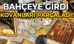 Bahçeye girdi, kovanları parçaladı: Üreticinin emeklerine yazık oldu