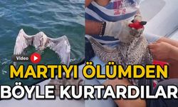 Martıyı ölümden böyle kurtardılar