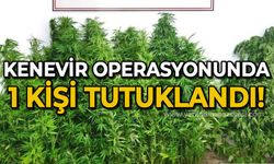 Kenevir operasyonunda 1 kişi tutuklandı!