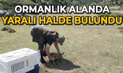 Ormanlık alanda yaralı halde bulundu