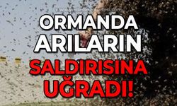 Ormanda arıların saldırısına uğradı!