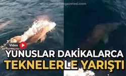 Yunuslar dakikalarca balıkçı teknesiyle yarıştı