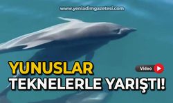 Yunuslar teknelerle yarıştı!