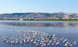 Flamingo sayısında artış gözlendi