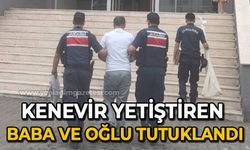 Kenevir yetiştiren baba ve oğlu tutuklandı