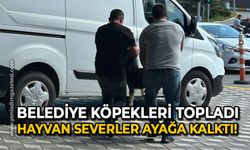 Belediye köpekleri topladı: Hayvan severler ayağa kalktı!