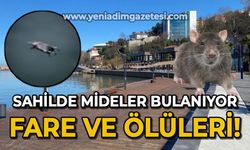 Sahilde mideler bulanıyor: Fare ve ölüleri!