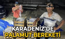 Karadeniz'de palamut bereketi