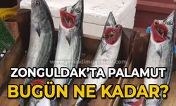 Zonguldak'ta palamut bugün ne kadar?