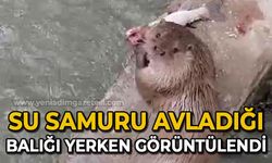 Su samuru avladığı balığı yerken görüntülendi