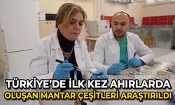 Türkiye'de ilk kez ahırlarda oluşan mantar çeşitleri araştırıldı