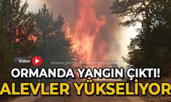 Ormanda yangın çıktı: Alevler yükseliyor!