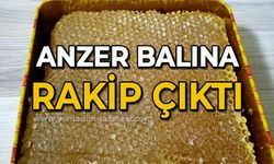 Anzer balına rakip çıktı