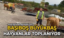 Başıboş büyükbaş hayvanlar toplanıyor