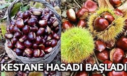 Kestane hasadı başladı