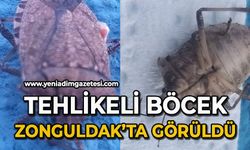 Tehlikeli böcek Zonguldak'ta görüldü