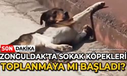 Zonguldak'ta sokak köpekleri toplanmaya mı başladı?