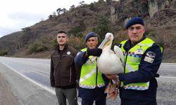 Devriye atan jandarma pelikan kuşu buldu: Hamsiyle beslediler