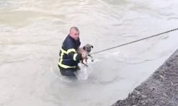 Dereye düşen köpeği boğulmaktan itfaiye ekipleri kurtardı