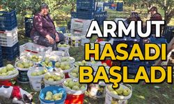 Armut hasadı başladı