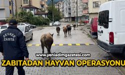 Zabıtadan hayvan operasyonu