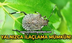 Yalnızca ilaçlama mümkün!