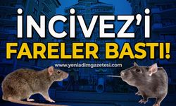 İncivez'i fareler bastı!