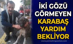 İki gözü görmeyen Karabaş yardım bekliyor