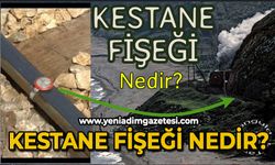 Kestane fişeği nedir?