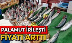 Palamut irileşti, fiyatı arttı