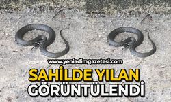 Sahilde görülen yılan cep telefonu ile görüntülendi